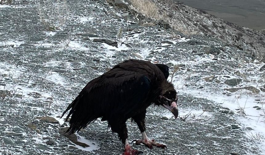 Tedavi Edilen Şahin ve Kara Akbabalar Doğaya Salındı