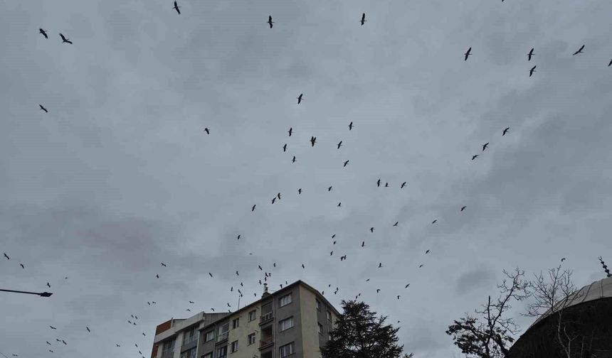 Leylek Göçü Başladı: Eskişehir’de Kartpostallık Görüntü