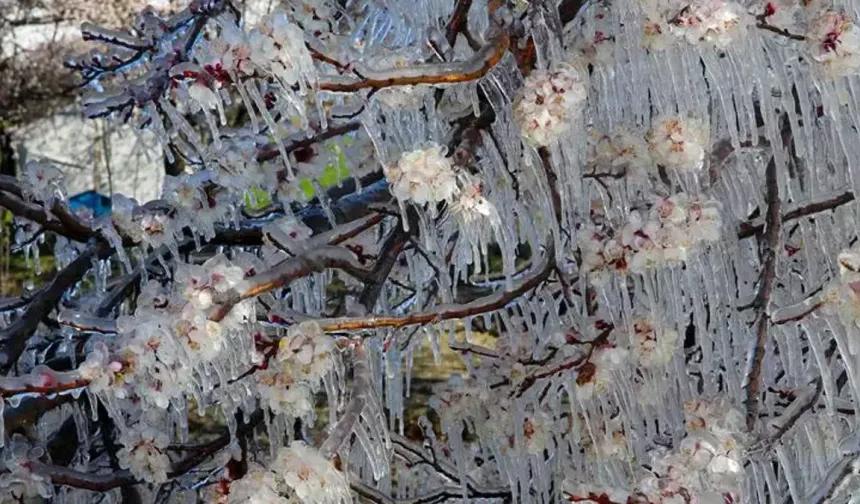 Eskişehir’de Ani Soğuk Darbesi: Üreticiler Geceyi Dondurucu Saatlere Karşı Dikkat!