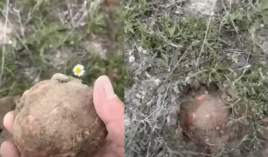 Toprağın Altından Servet Çıktı! Eskişehir’de Kilosu 2 Bin TL’yi Buldu