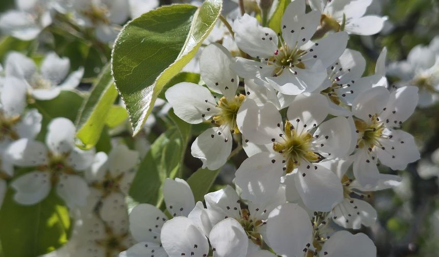Çankaya Mahallesi’nde Armut Ağacı Görsel Şölen Sundu