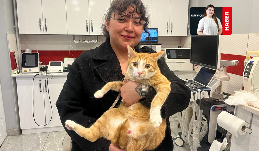 Eskişehir’de İlk: Kedi Bodhi Bu Tedaviyle Yürüyecek!
