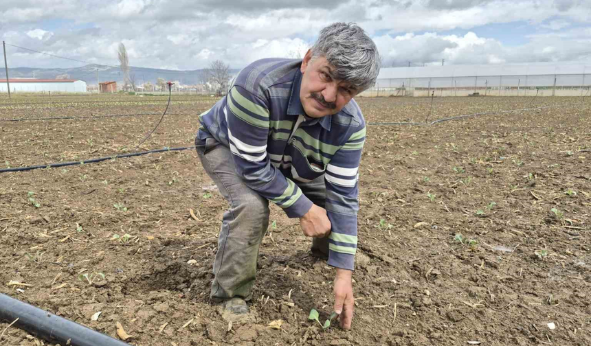 Eskişehir'de İlk Hasat İçin Geri Sayım Başladı