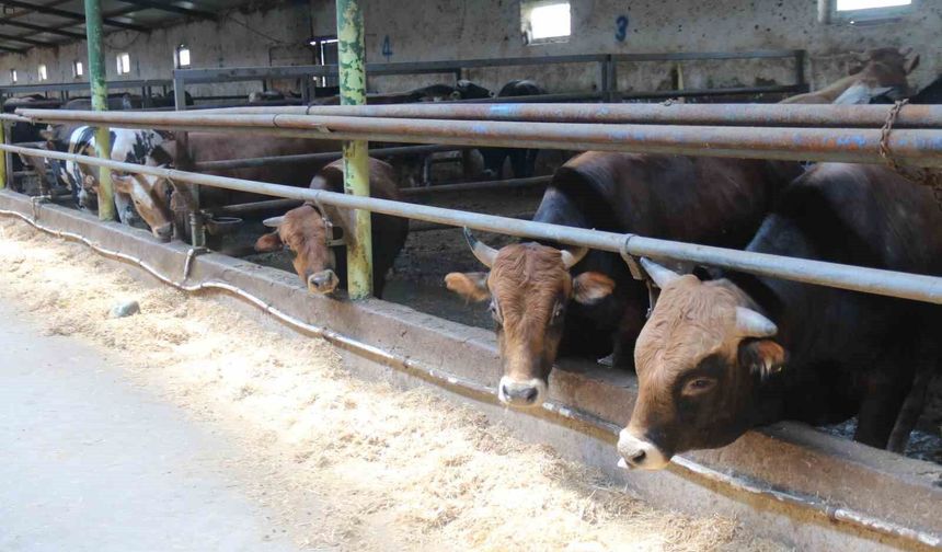 Eskişehir’de Kurbanlıklar Tükenmeye Başladı