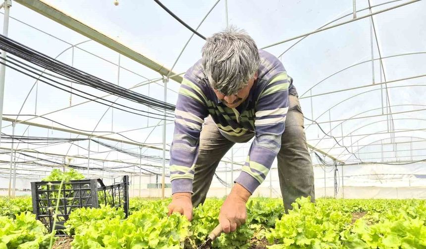 Eskişehir'de Marulun Fiyatı Dudak Uçuklattı