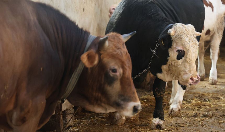 Eskişehirliler Dikkat: Kurbanlık Alırken Bu Hataları Yapmayın