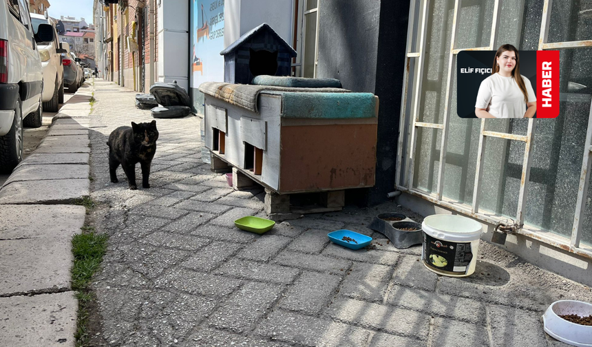 Pastanede Satılan Kitap Sokak Hayvanlarına Destek Oldu