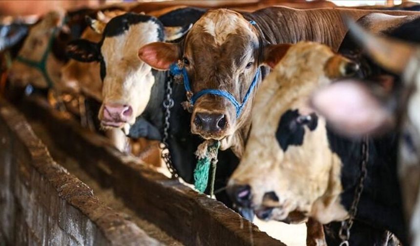 Vekaletle Kurban Kesim Bedelleri 2026 Açıklandı