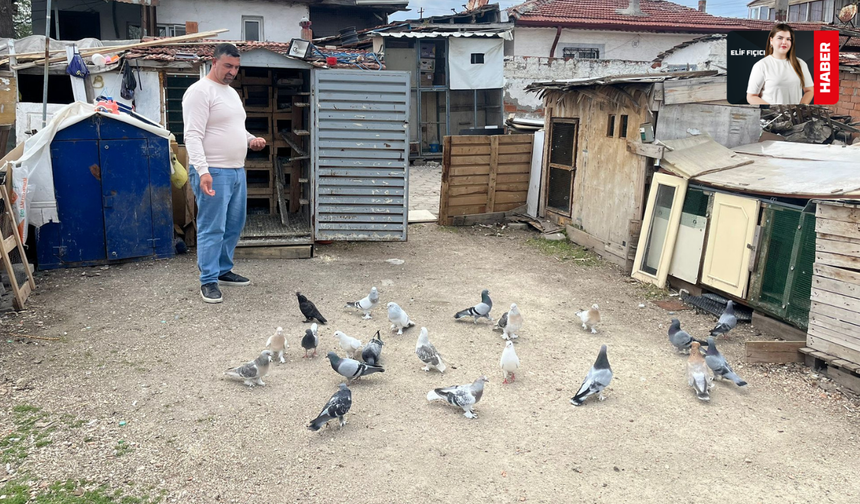 Güvercin Tutkusu Kupaya Dönüştü: Bakım, Emek ve Sabır