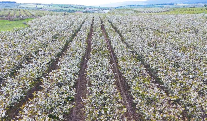 Eskişehir’de Kiraz Bahçeleri Kartpostallık Görüntü Sundu