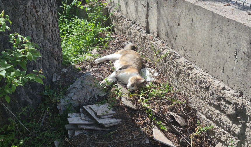 Sabah Beslediği Anne Kedi ve Yavrusunu Öğlen Ölü Buldu