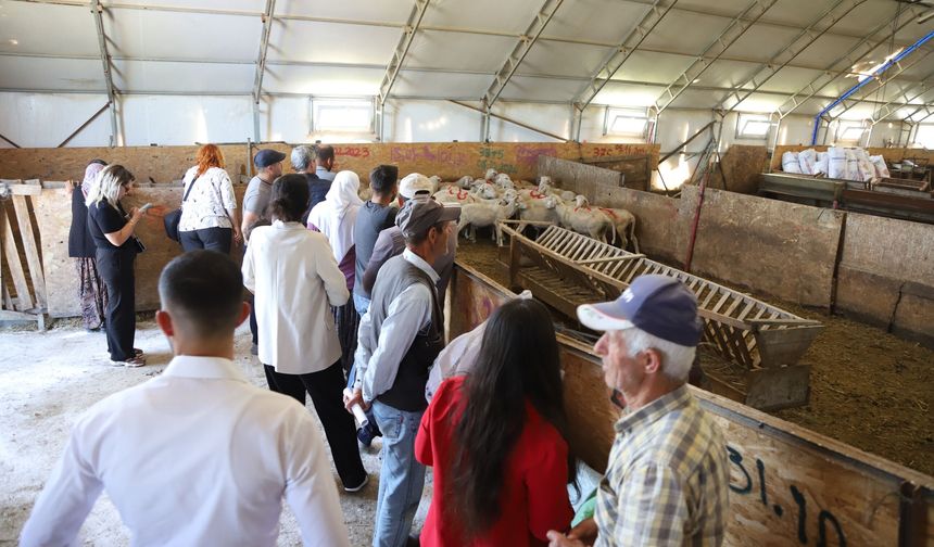 Alpu’da Damızlık Koç Desteği Üreticiyle Buluştu