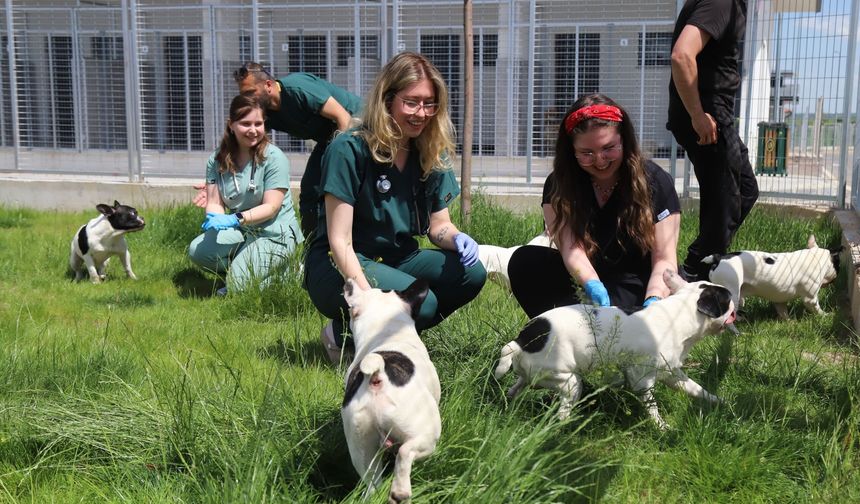 Başkan Ünlüce Çağrıya Kayıtsız Kalmadı: 9 Köpek İçin Mutlu Son