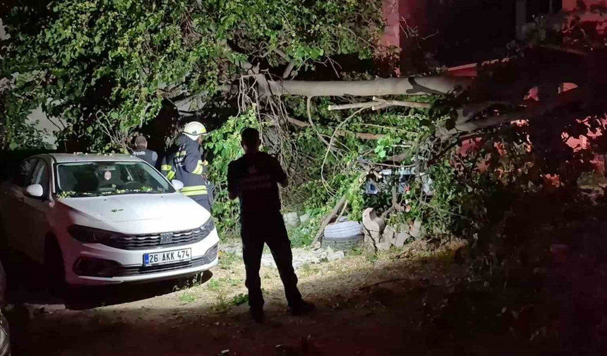 Eskişehir'de Dut Ağacı Araçların Üzerine Devrildi