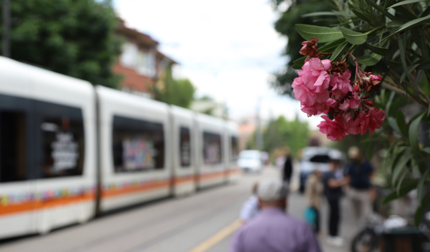 Eskişehir’de İsmet İnönü Caddesi Zakkumlarla Süslendi