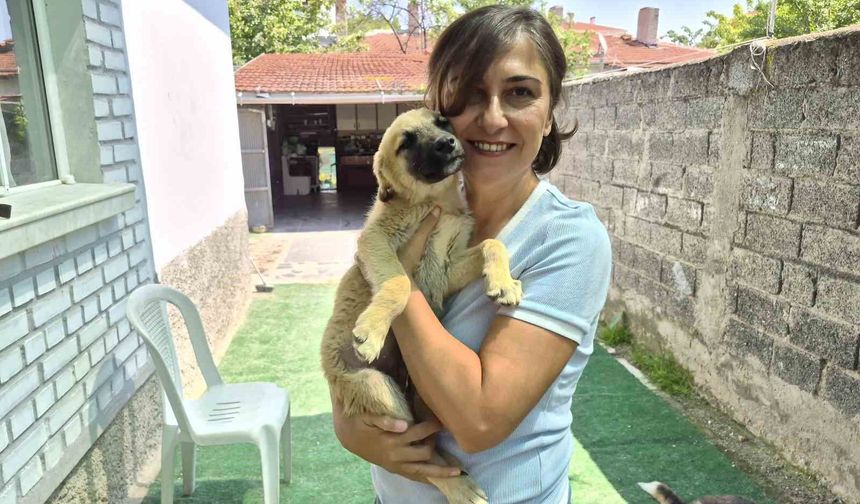 Eskişehirli Gönüllüler 500 Sokak Hayvanına Yardım Eli Uzattı