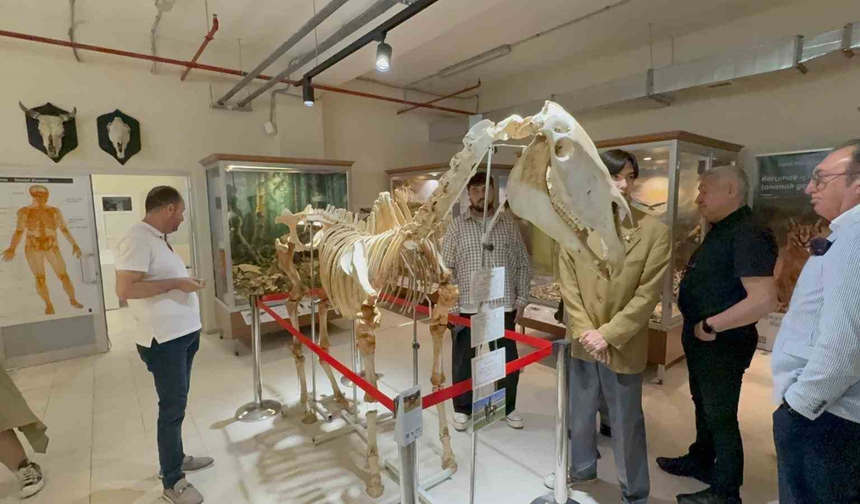 ESOGÜ Zooloji Müzesi Yeni Yerinde Kapılarını Açtı