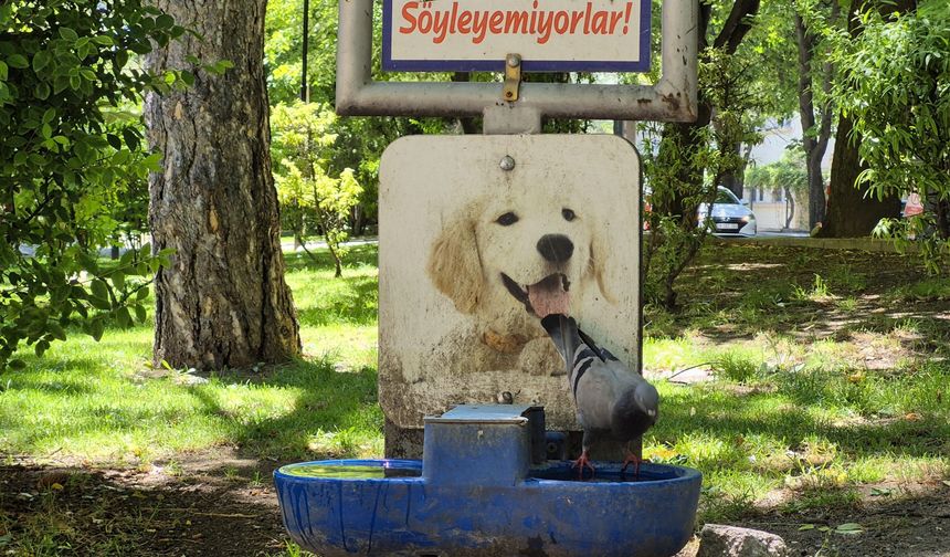 Susuz Kalan Güvercinler, Sokak Köpekleri İçin Bırakılan Sudan İçti