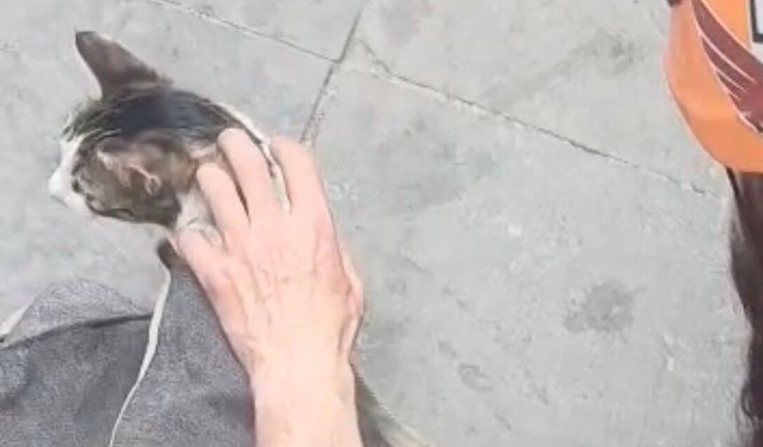 İki Bina Arasında Mahsur Kaldı! Kahraman Ekipler Kediyi Kurtardı