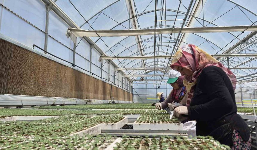Eksişehir'de Jeotermal Destekli Dev Tesiste 12 Milyon Fide Üretiliyor