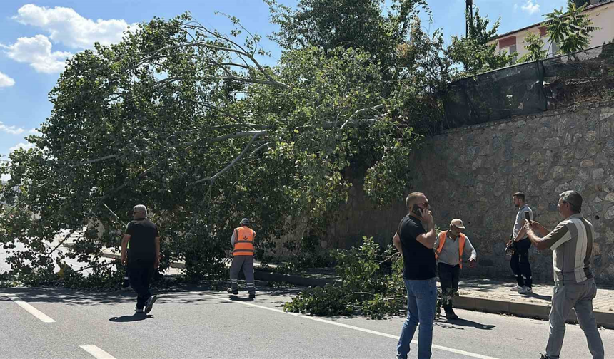 Eskişehir'de Kavak Ağacı Yola Devrildi