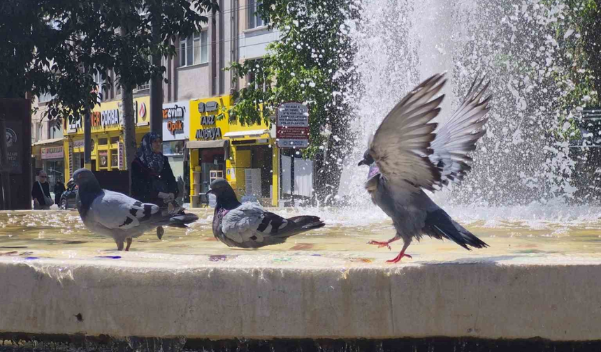 Eskişehir'de Sıcaktan Bunalan Kuşlar Havuzda Serinledi