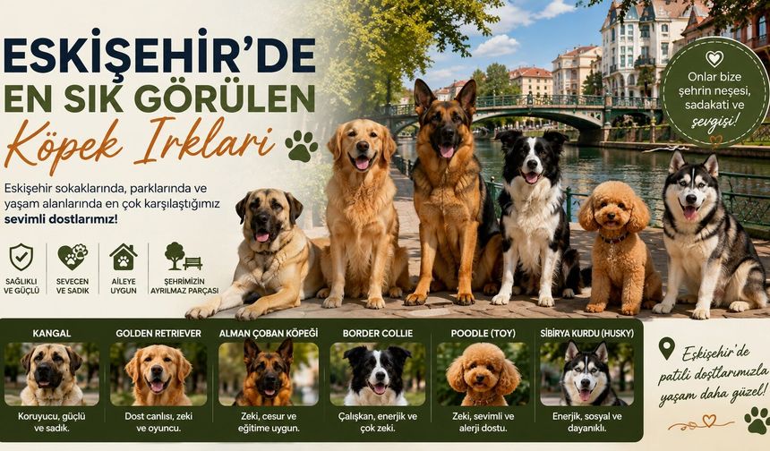 Eskişehir'de Her Köşe Başında Onlardan Var! İşte En Popüler Köpek Irkları