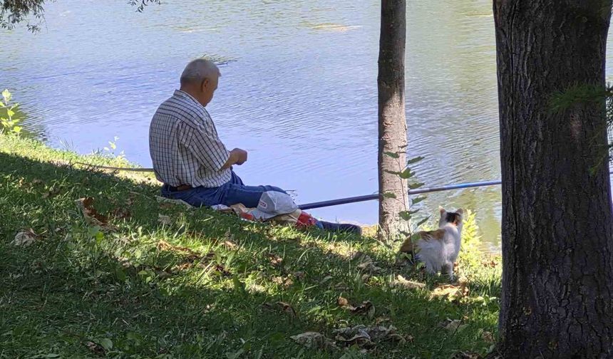 Porsuk'ta Balık Bekleyen Kedi Gülümsetti