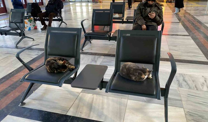 Soğuktan üşüyen sokak kedileri tren garında ısındı