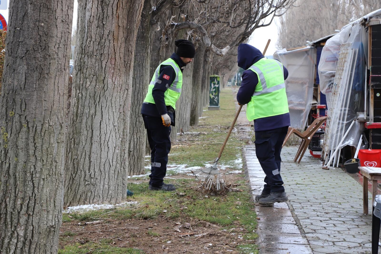 Ekolojik Ömrünü Tamamlayan Kavaklar O Alandan Kaldırılıyor (1)