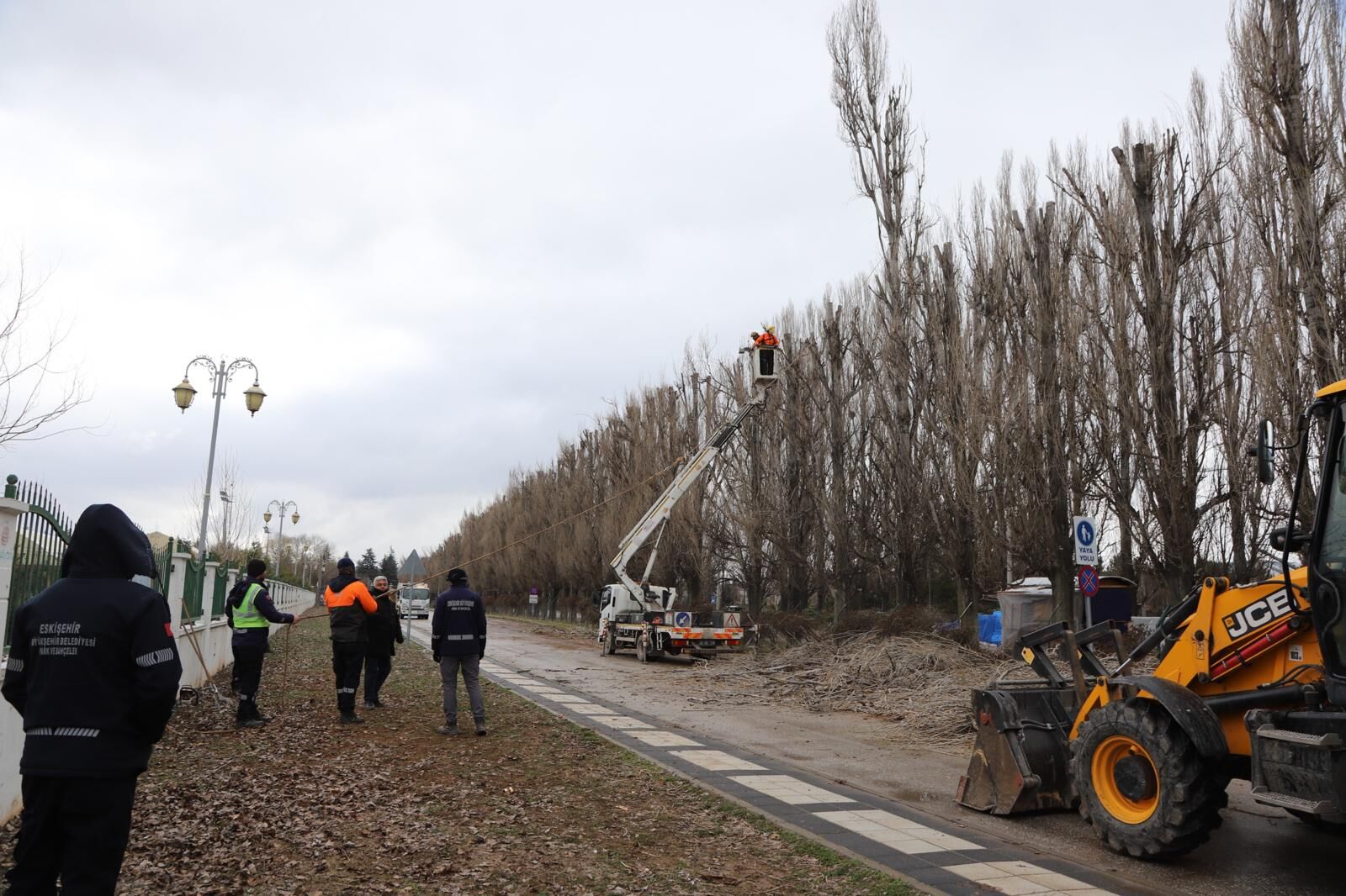 Ekolojik Ömrünü Tamamlayan Kavaklar O Alandan Kaldırılıyor (3)