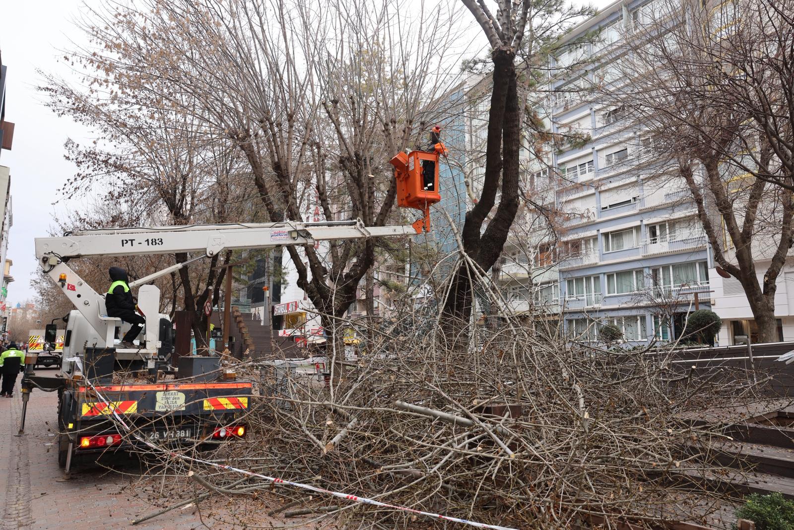 Hamamyolu’nda Ağaçlar Budanıyor (6)