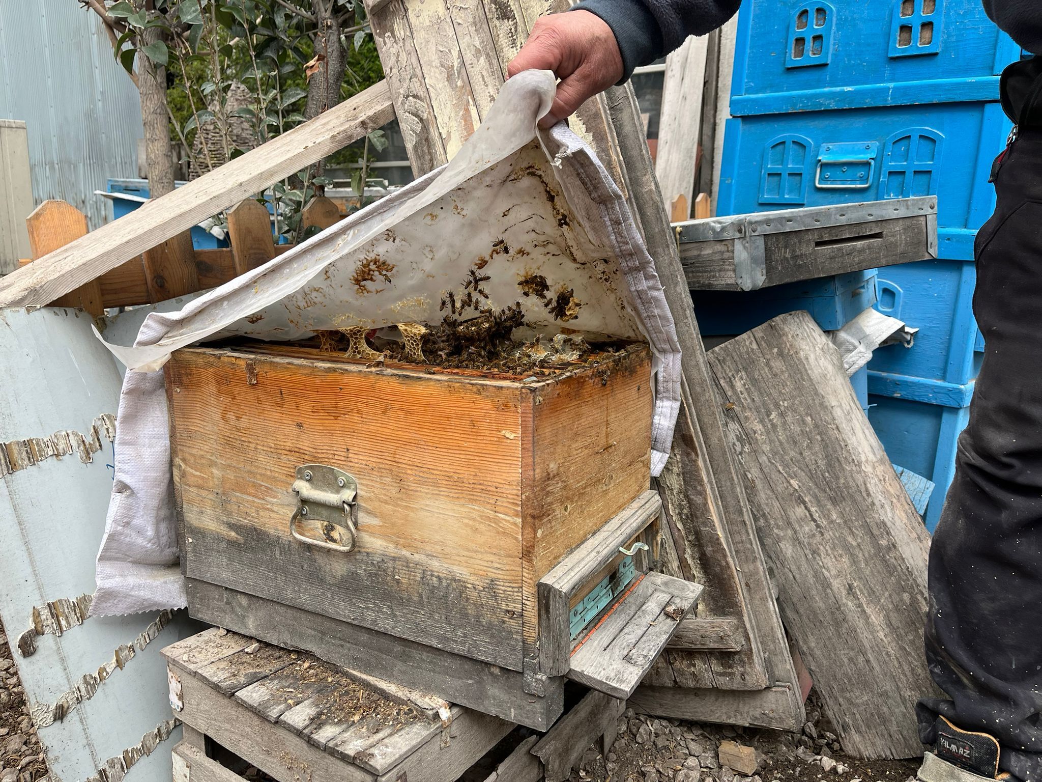 Ahşap Kovanda Devrim Arıya Hizmet Eden Usta (2)