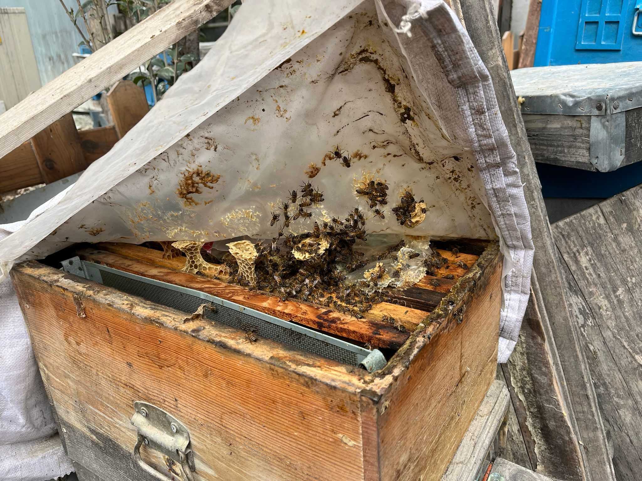 Ahşap Kovanda Devrim Arıya Hizmet Eden Usta (3)