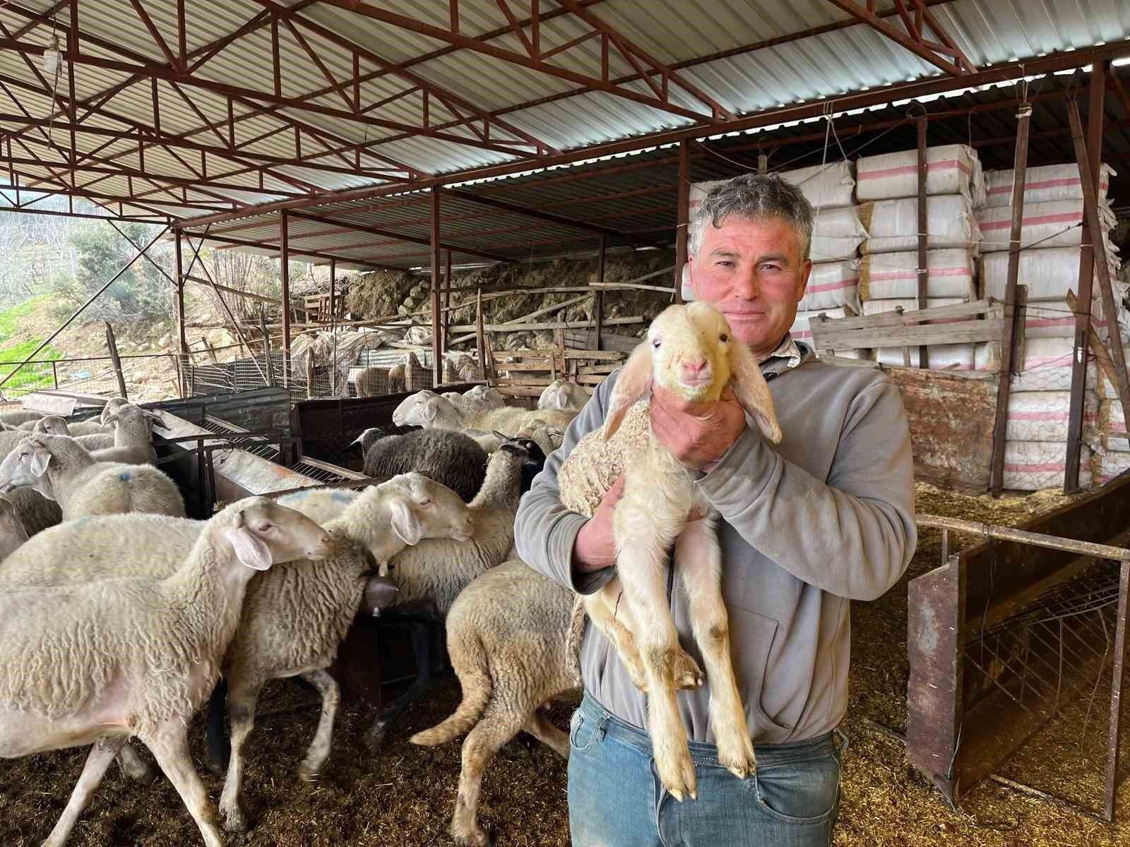 Bu Sene Kurbanlık Zamlandı! İşte Detaylar (2)