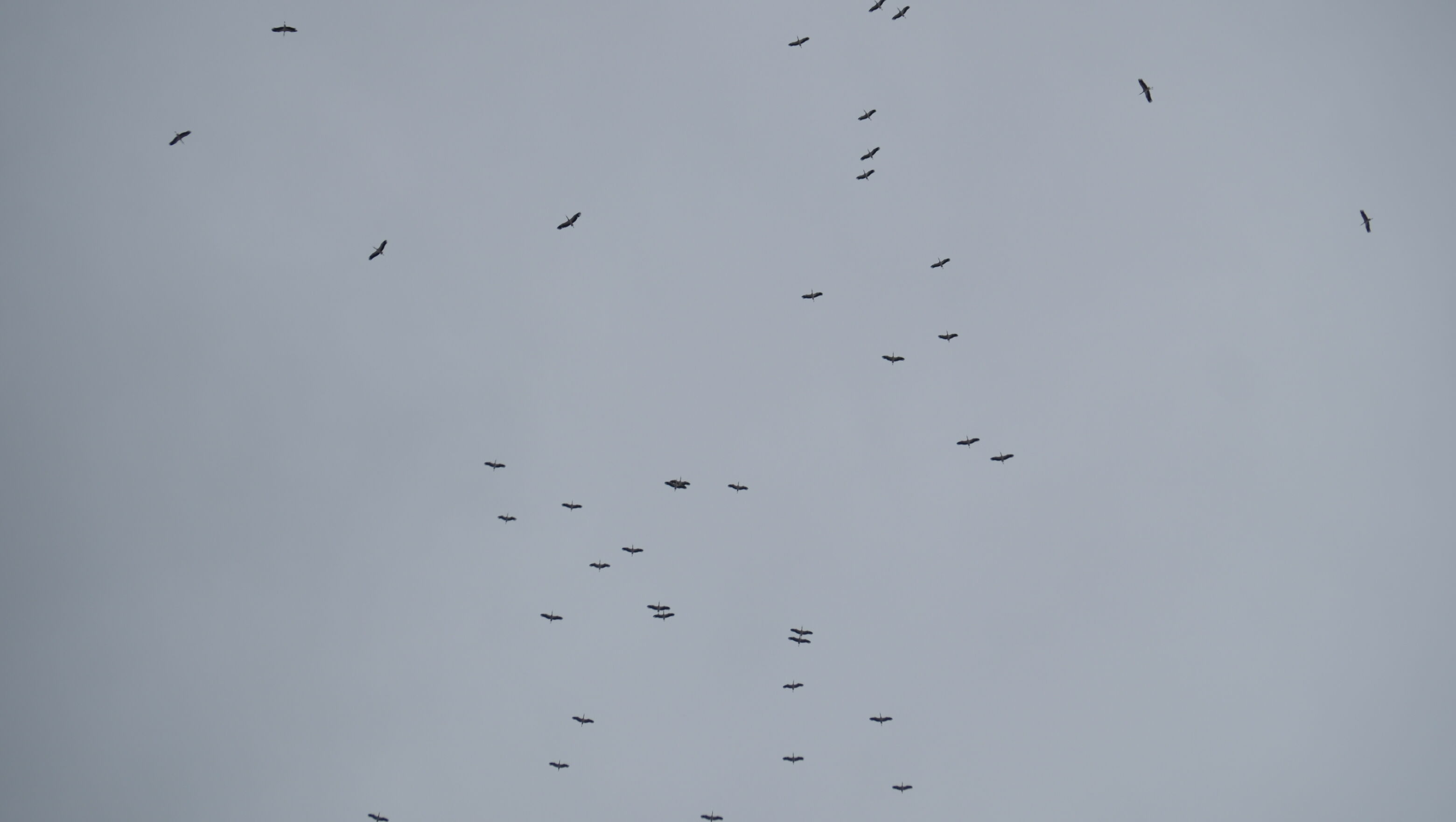 Eskişehir'de Leylekler Havada Görsel Şölen Oluşturdu (1)