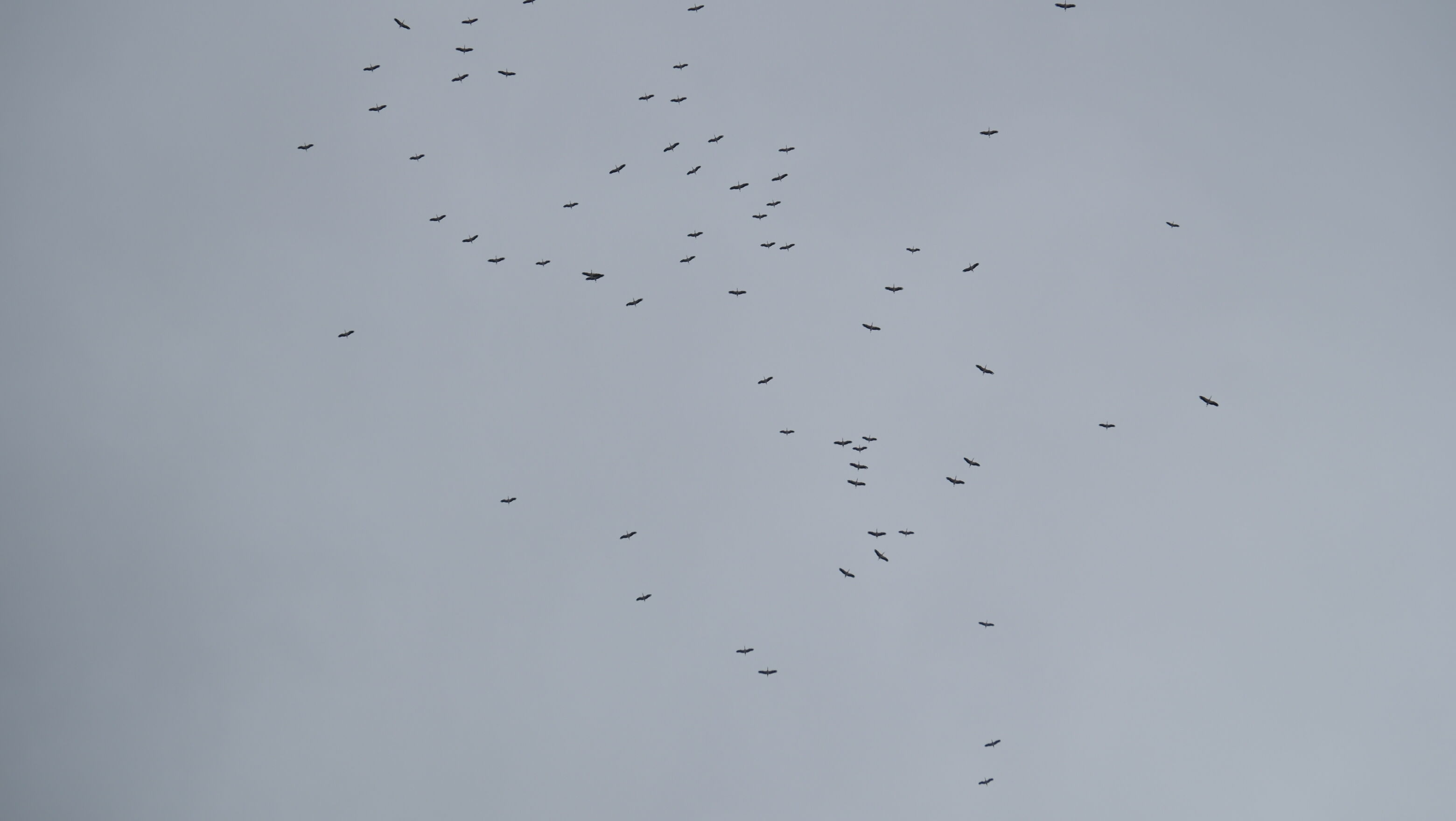 Eskişehir'de Leylekler Havada Görsel Şölen Oluşturdu (2)