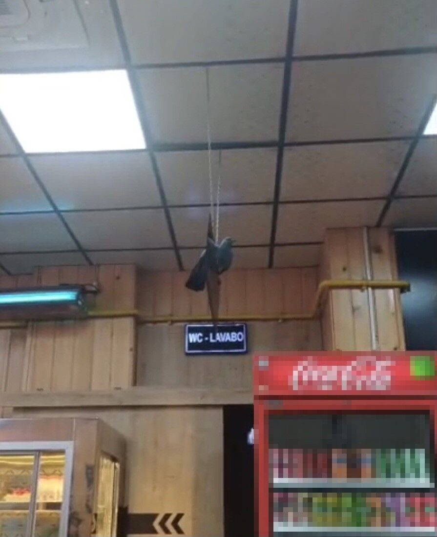 Eskişehir’de Lokantaya Giren Güvercin Panik Yarattı (1)