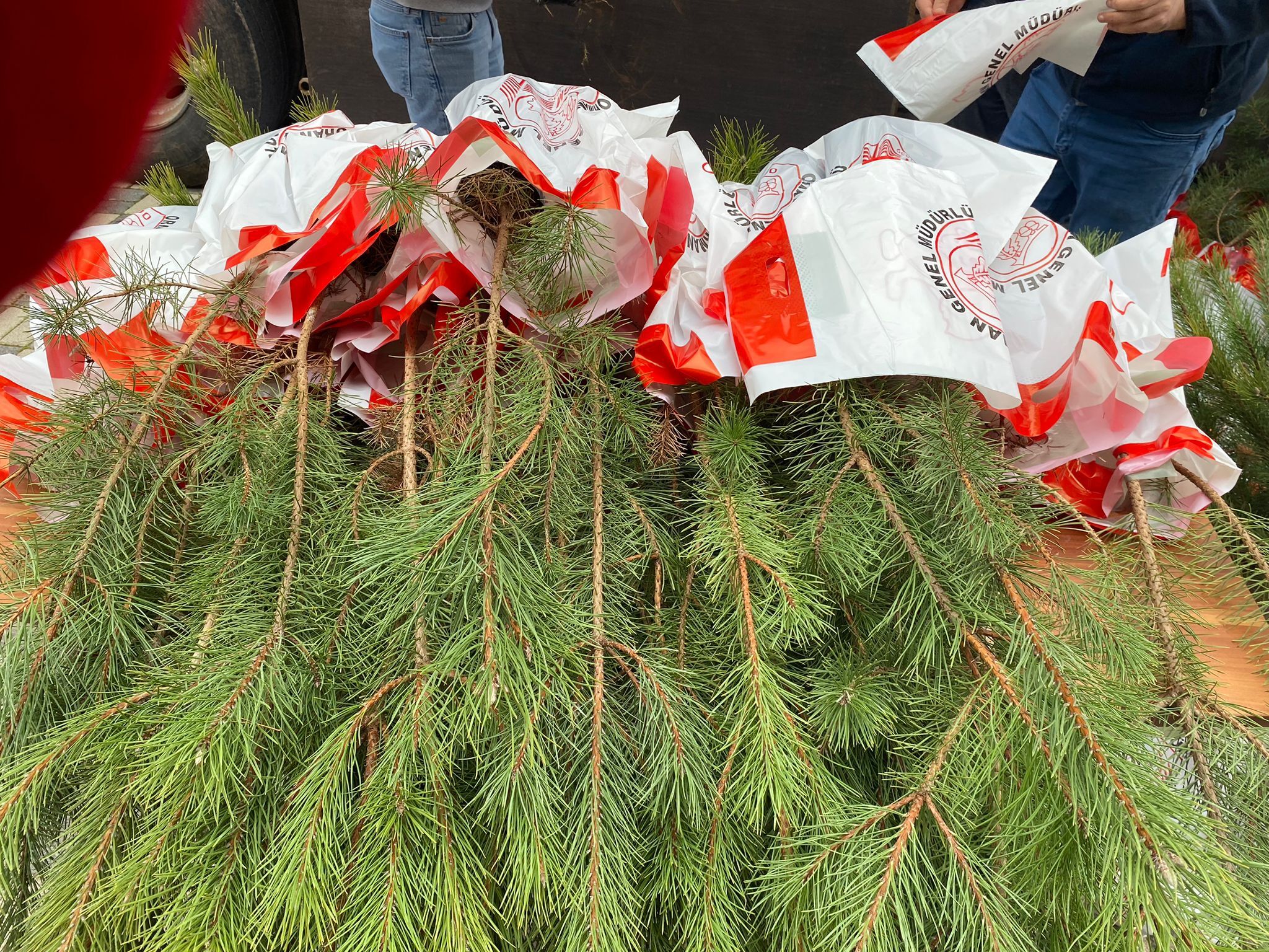 Eskişehirliler Kara Çam Fidanıyla Buluştu (2)