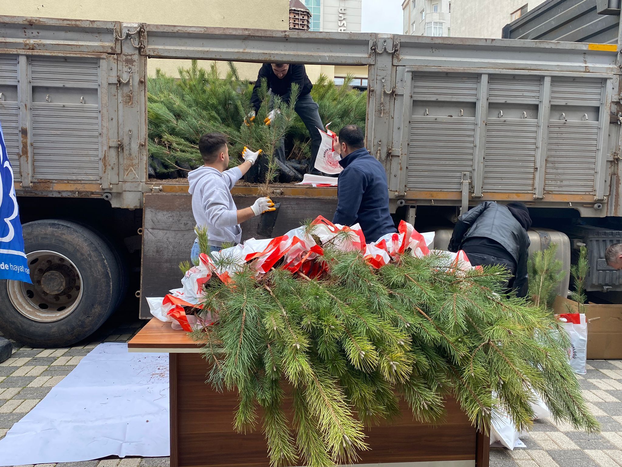Eskişehirliler Kara Çam Fidanıyla Buluştu (3)