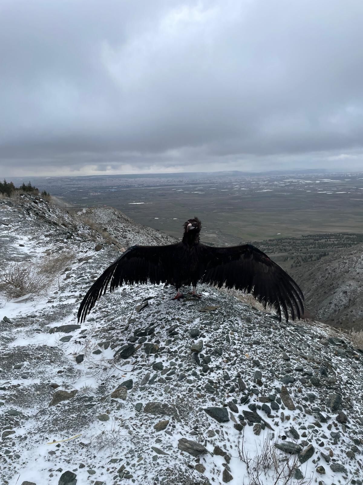 Hayvanat Bahçesi̇’nden Yaban Hayatina Umut (2)