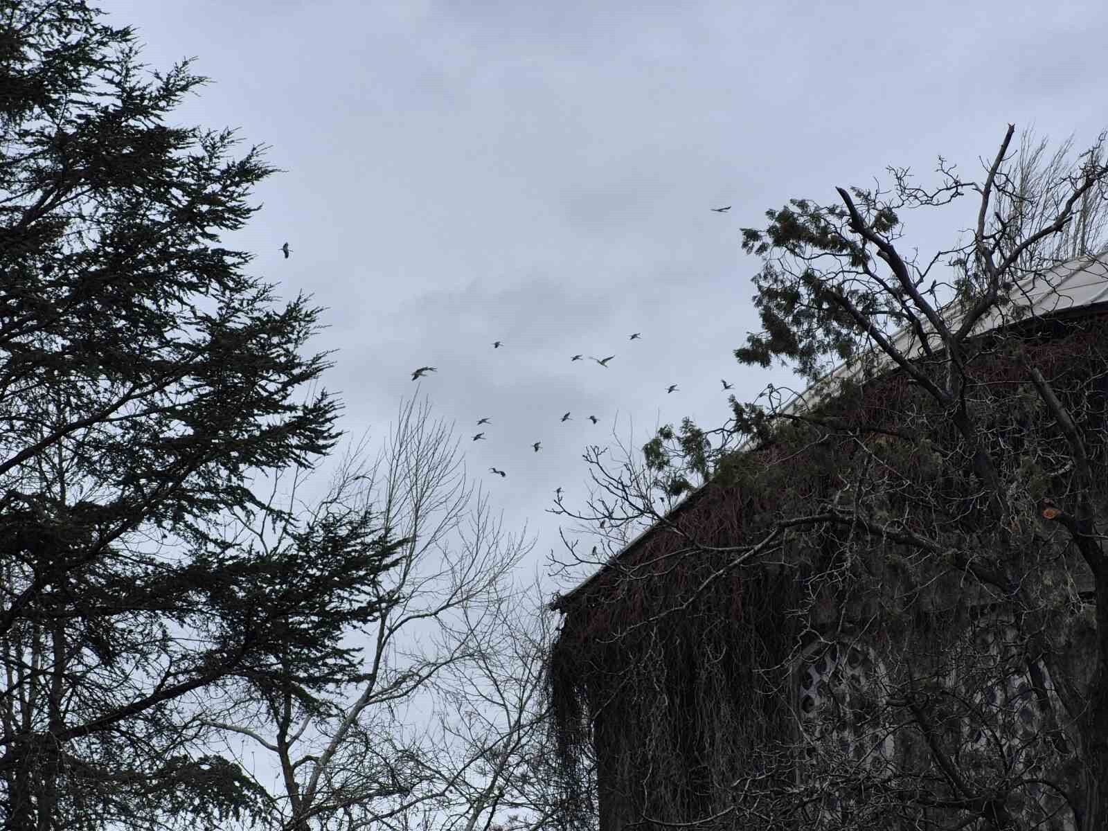 Leylek Göçü Başladı Eskişehir’de Kartpostallık Görüntü (1)