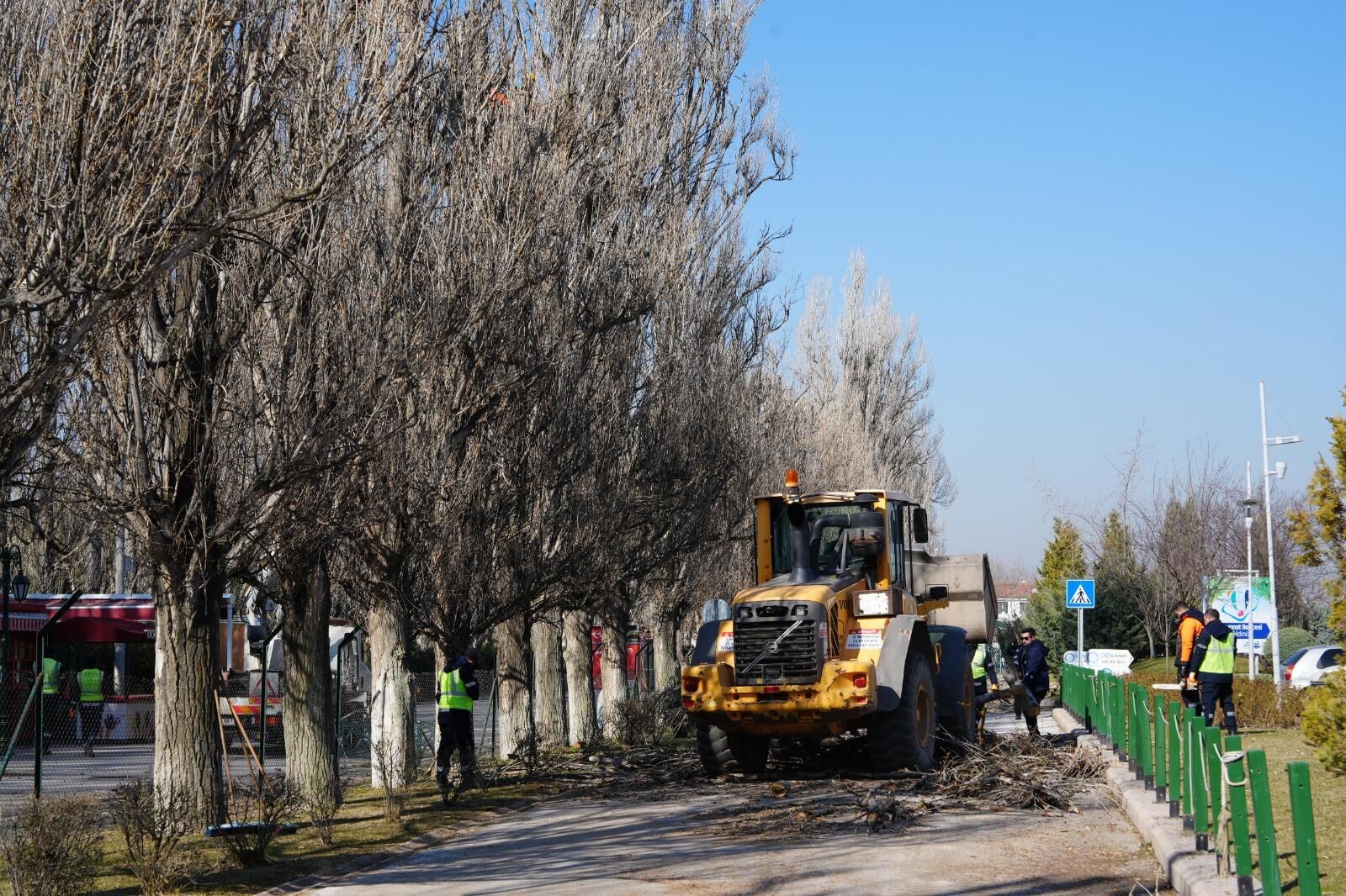Sazova Parkı’nda Ağaç Gençleştirme Çalışması Sürüyor (1)