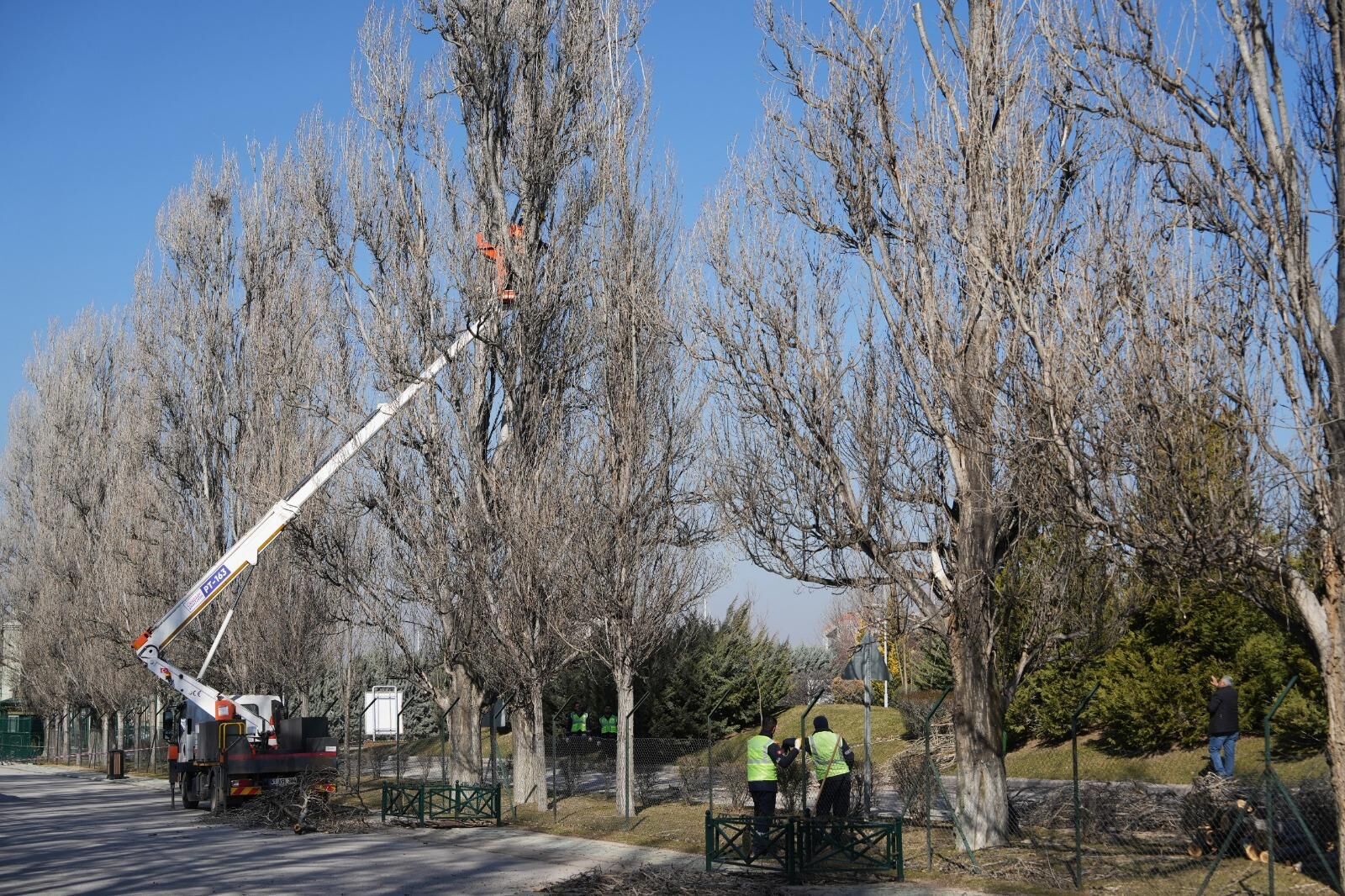 Sazova Parkı’nda Ağaç Gençleştirme Çalışması Sürüyor (3)