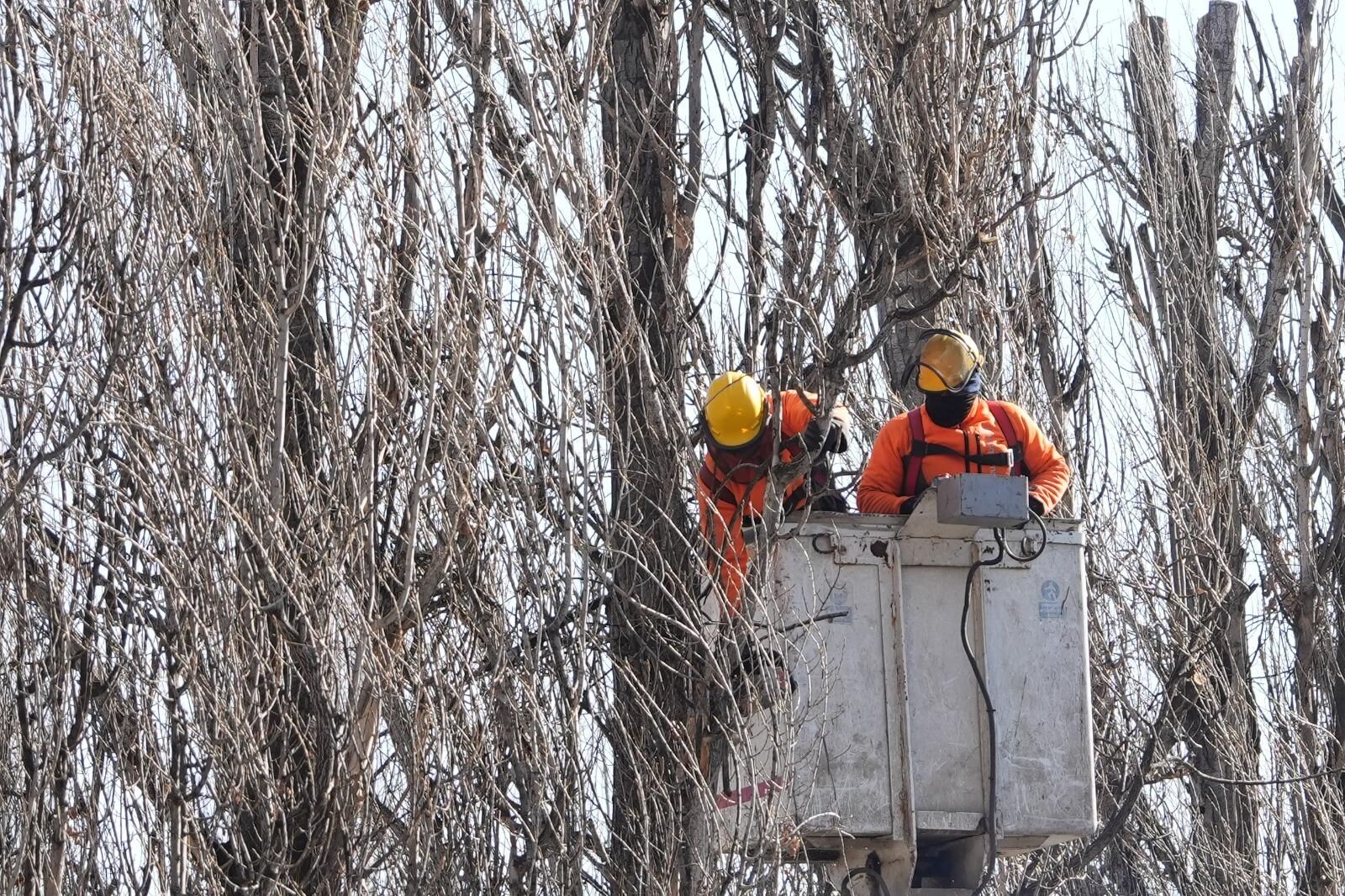 Sazova Parkı’nda Ağaç Gençleştirme Çalışması Sürüyor (4)