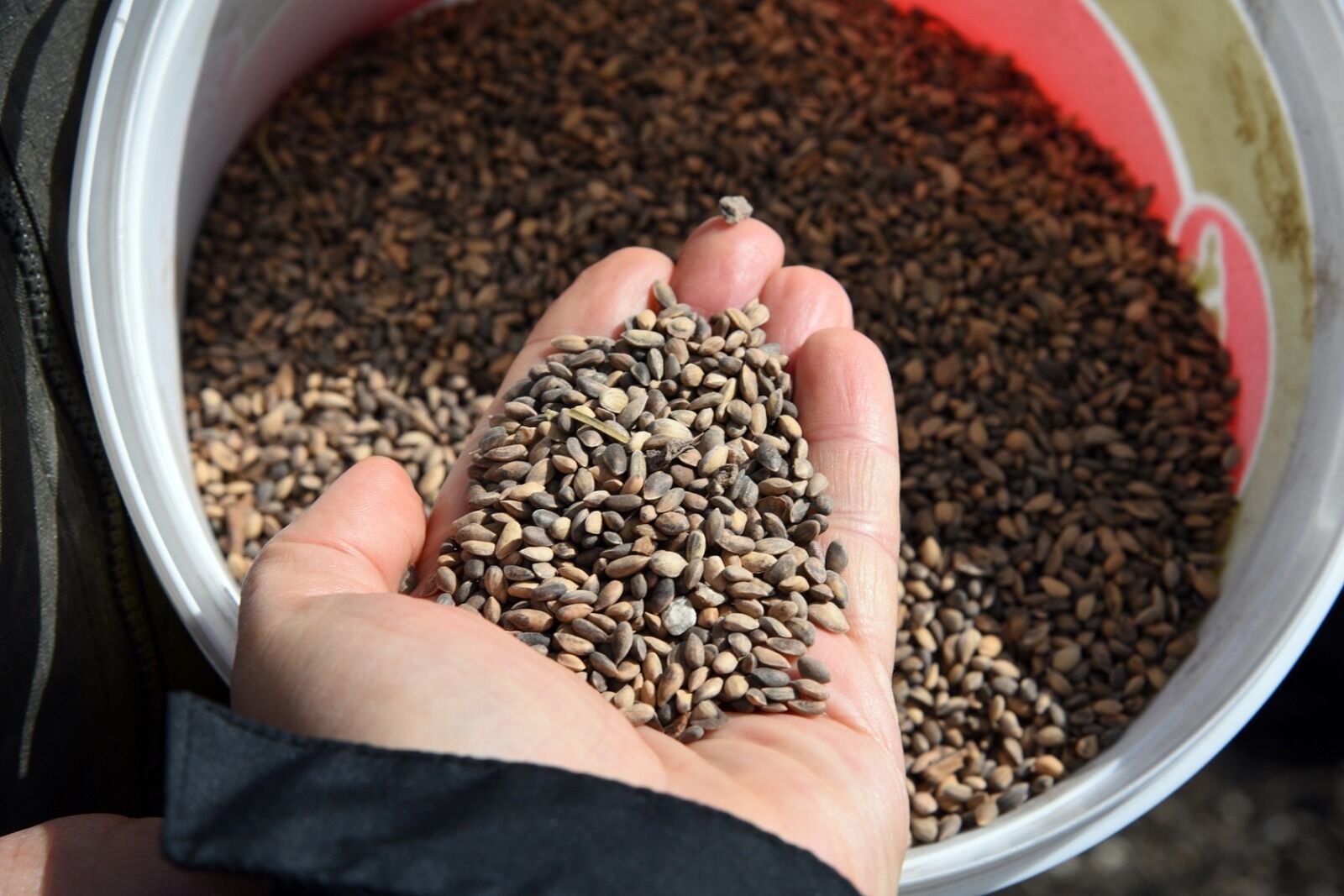 Seyitgazi’de Yanan Orman İçin Ağaçlandırma Başladı (10)