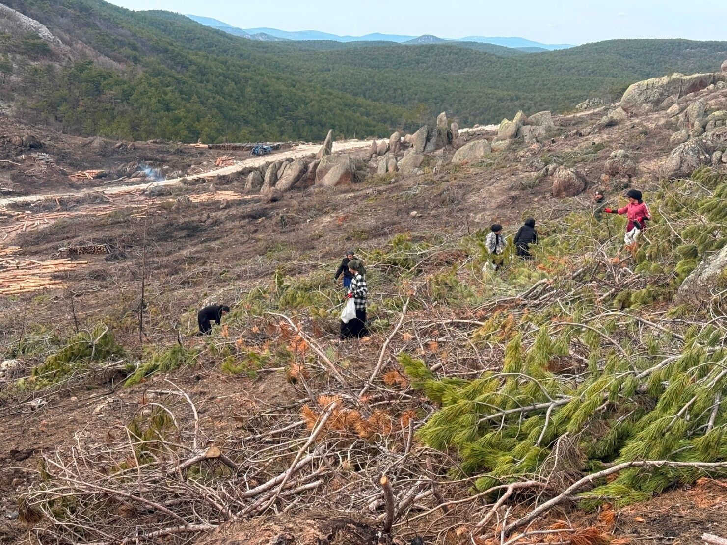 Seyitgazi’de Yanan Orman İçin Ağaçlandırma Başladı (12)
