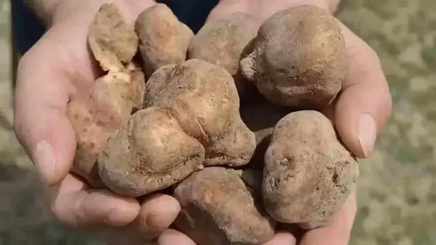 69De08251D534Ada34F8F654