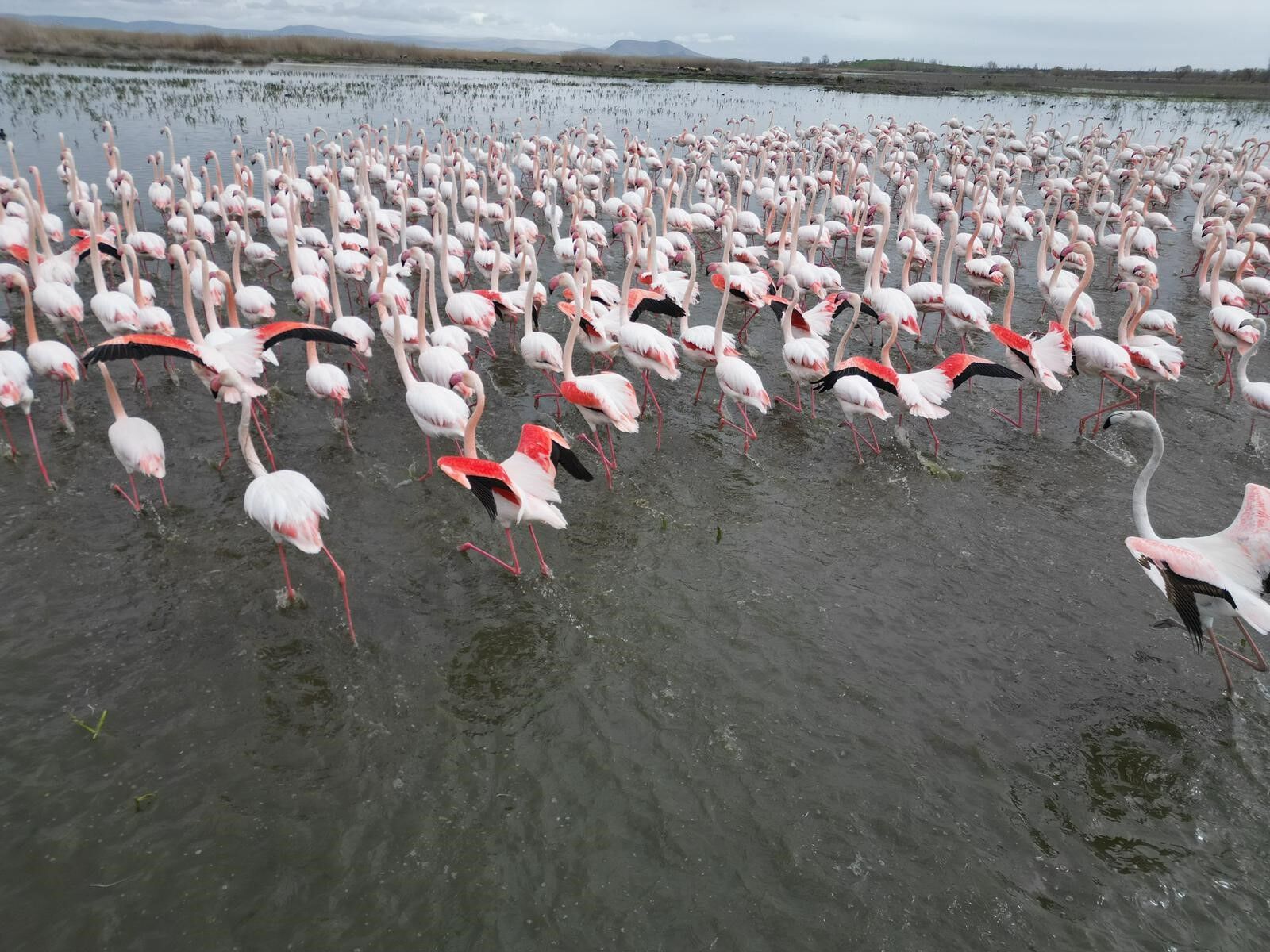 Eber Gölü Flamingo 2