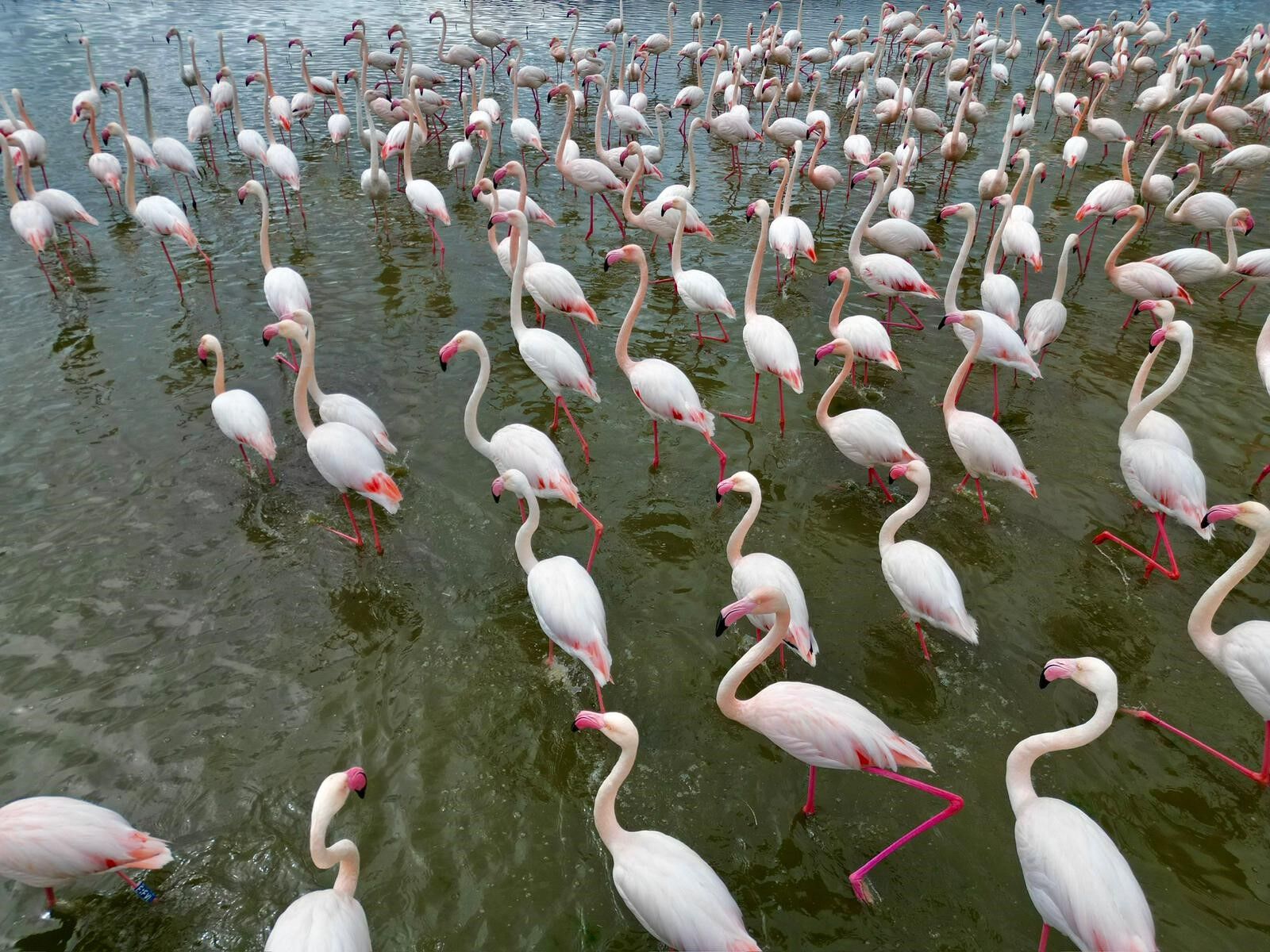 Eber Gölü Flamingo 3